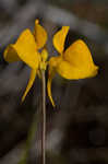 Horned bladderwort